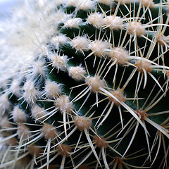 Image showing Cactus