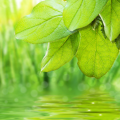 Image showing green freshness