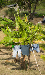 Image showing laundry drying rural nicaragua