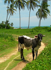 Image showing cow grazing empty beach with palm trees Nicaragua Caribbean