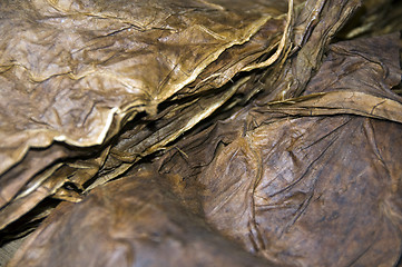 Image showing tobacco leaves for hand rolled nicaraguan cigars  