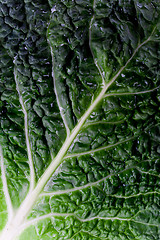 Image showing fresh savoy cabbage leaf