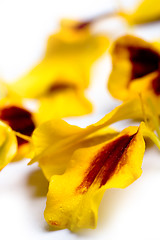 Image showing marigold flowers petals