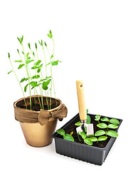 Image showing Gardening