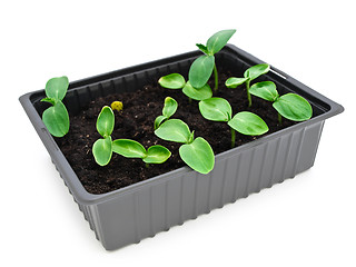 Image showing sprouts in box