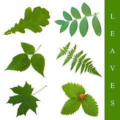 Image showing leaf set
