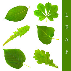 Image showing leaf set