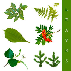 Image showing leaf set