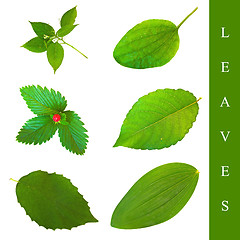 Image showing leaf set