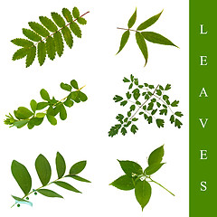 Image showing leaf set