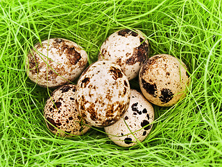 Image showing quail eggs