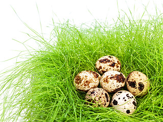 Image showing quail eggs