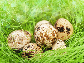 Image showing quail eggs