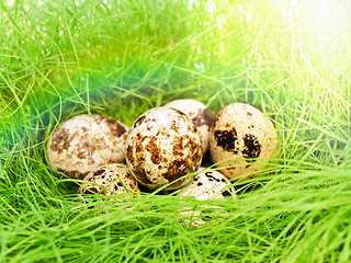 Image showing quail eggs