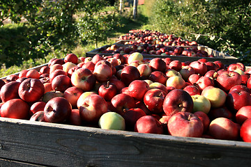 Image showing Apple harvest