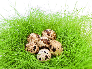 Image showing quail eggs