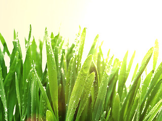 Image showing sunny grass after rain