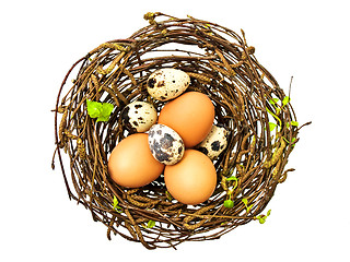 Image showing nest with eggs