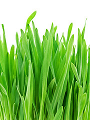 Image showing green grass