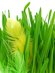 Image showing feather in grass