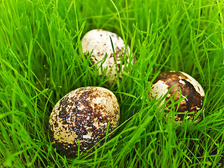Image showing eggs in grass
