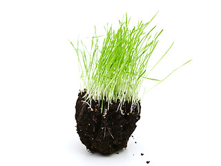 Image showing grass in ground