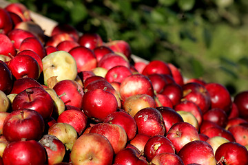 Image showing Apple harvest