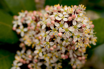 Image showing flower