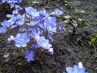 Image showing spring flower