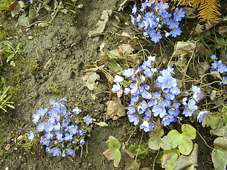 Image showing spring flower 4