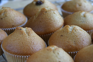 Image showing Muffins