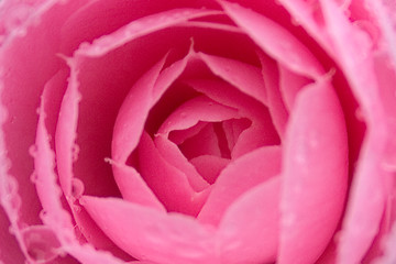 Image showing Camelia