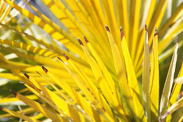 Image showing Bright yellow palm leaves