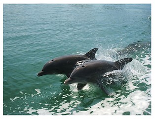 Image showing Dolphins in Tampa Bay