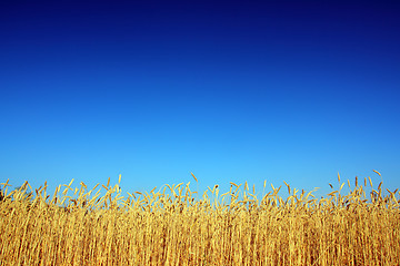 Image showing stems of the wheat