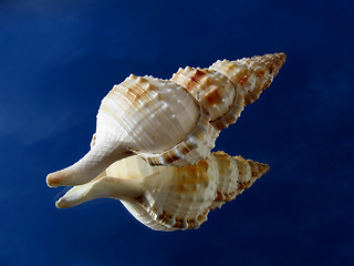 Image showing Big spiral shell