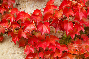 Image showing Autumn red colored leaves on stone wall
