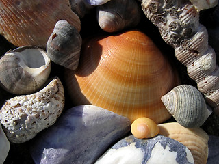 Image showing Assorted sea shells