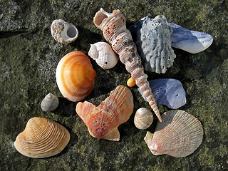 Image showing Assorted sea shells