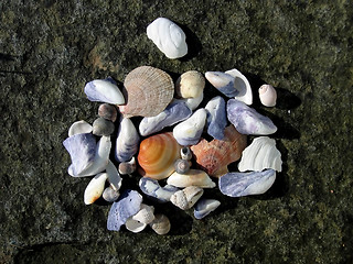 Image showing Assorted sea shells