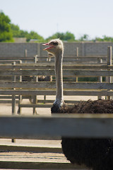 Image showing Ostrich