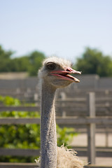 Image showing Ostrich