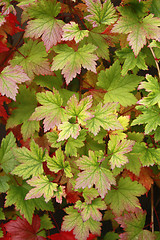 Image showing autumn leaves