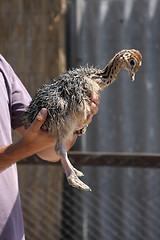 Image showing Baby ostrich