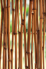 Image showing Bamboo (cane) background