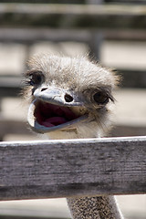 Image showing Funny ostrich