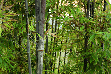 Image showing bamboo