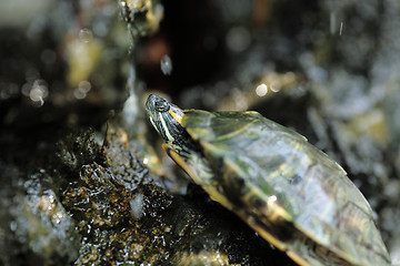 Image showing turtle