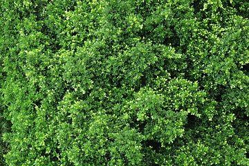 Image showing forest view from high