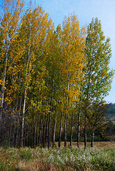 Image showing Colors of autumn